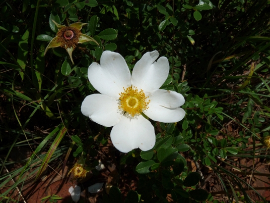 {Rosa luciae}